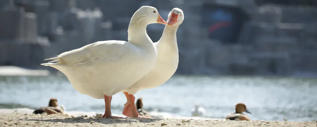 Biodiversity Preservation 2024